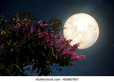 Hermosa flor de cerezo (flores de sakura) con estrella de la Vía Láctea en los cielos nocturnos; luna llena: obras de arte de estilo retro con tono de color vintage (Elementos de esta imagen de luna proporcionados por la NASA)