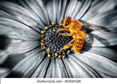 Foto de primer plano de una linda abeja amarilla sentada en una flor de margaritas, abeja recogiendo el polen para producir la miel, belleza de una naturaleza primaveral, fotografía en blanco y negro