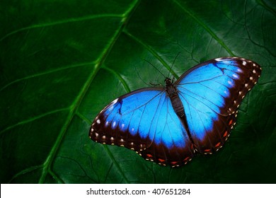 ブルー・モルフォ、モルフォ・ペレイデス、緑の葉の上に座る大きな蝶、自然の生息地の美しい昆虫、南米ペルーのアマゾンの野生生物。