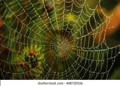dauw op een spinnenweb