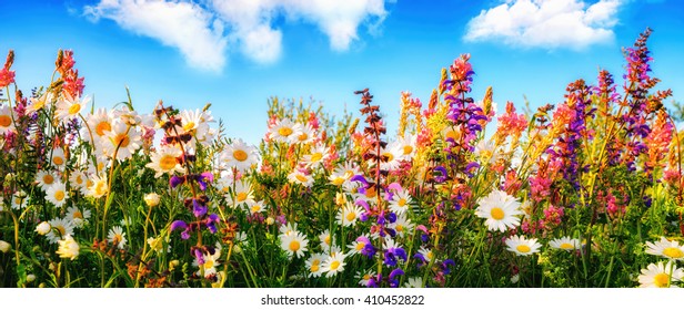 Bunte Frühlingsblumen auf einer Wiese im Panoramaformat, im Hintergrund blauer Himmel und weiße Wolken