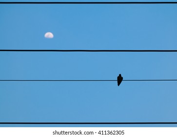 bird on wire and moon background in summer night country at chiang mai northern of thailand.This scene looked like scene in the batman movie, the bird hang on wire with the moon background. so classic
