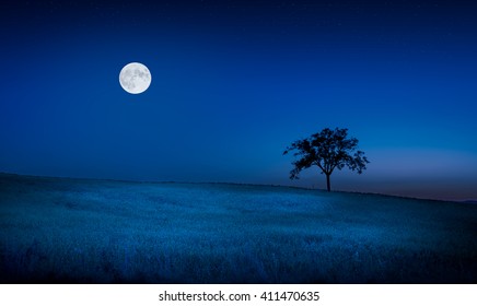 Mond und Sterne über toskanischer Wiese und einsamem Baum