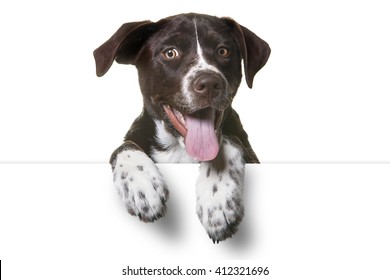 Lindo cachorro con patas sobre cartel blanco. Perro mezcla de laboratorio de Catahoula