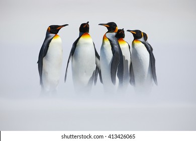 Grupo de seis pingüinos rey, Aptenodytes patagonicus, pasando de la nieve blanca al mar en las Islas Malvinas. Escena de invierno frío de la Antártida.