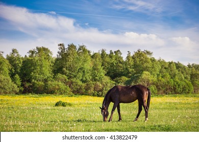 Mooi paard eet gras in het veld.