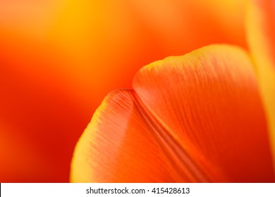 Rote und orangefarbene Tulpenblüte innen hautnah