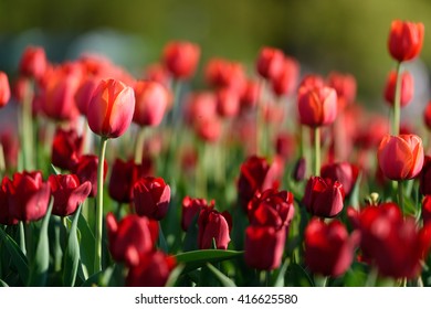 Zadziwiająca natura czerwonych tulipanów kwitnących pod słońcem w środku lata lub wiosennego dnia krajobrazu. Naturalna sceneria kwiatu kwitnienie w ogródzie z zieloną trawą jako tło.