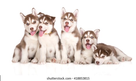 白の幸せなシベリアン ハスキー子犬のグループ