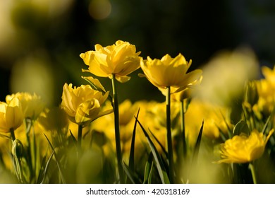 Amazing view of colorful yellow tulip flowering in the garden and green grass landscape under natural sunlight at sunny summer or spring day. Close up spring tulip flowers background in morning nature