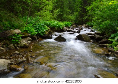 緑の森を流れる山川。森の中を流れる。