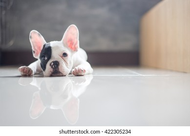 Französischer Bulldoggenhund, der auf dem Boden liegt und traurig aussieht