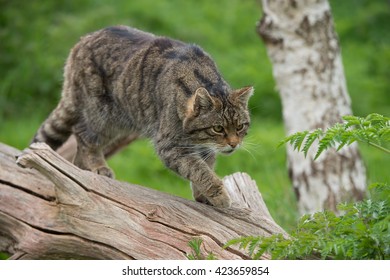 Gato montés escocés en gran tronco de árbol/gato montés escocés/gato montés escocés (Felis Silvestris Grampia)