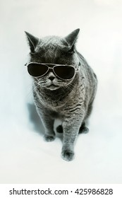 Portret van Britse korthaar grijze kat die zonnebril draagt