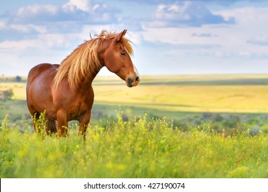 Ngựa đỏ với bờm dài trên cánh đồng hoa trên bầu trời