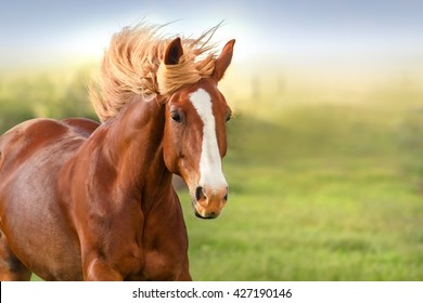 Mooi rood paard met lang manenportret in beweging
