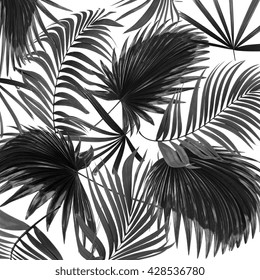 hojas negras de palmera sobre fondo blanco