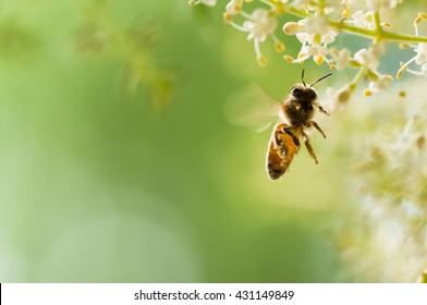 flying honey bee
