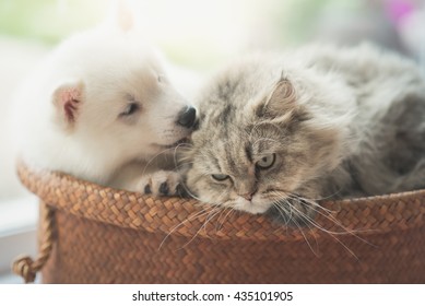 Lindo husky siberiano y gato persa acostado en la cama de la cesta