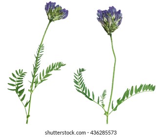 Gepresste und getrocknete Blume Astragalus Dasyanthus. Auf weißem Hintergrund isoliert. Zur Verwendung in Scrapbooking, Floristik (Oshibana) oder Herbarium