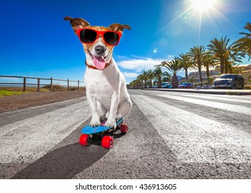 perro jack russell terrier montando muy rápido con velocidad una patineta como patinador, con gafas de sol en vacaciones de verano cerca de la playa