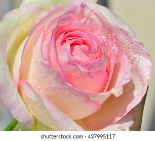 露と光のピンクのバラ マクロ。