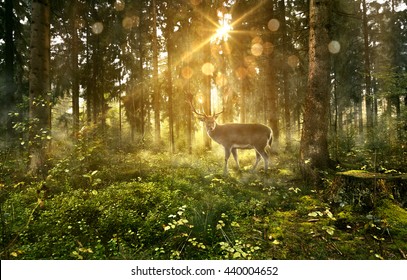 Sun shines into a fairytale forest