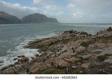 นกเพนกวินแอฟริกันที่ใกล้สูญพันธุ์ที่อาณานิคม Boulders Beach เมือง Simons Town อุทยานแห่งชาติ Table Mountain ประเทศแอฟริกาใต้