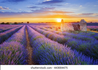 Sun is setting over a beautiful purple lavender filed in Valensole. Provence, France