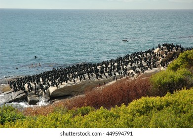 นกเพนกวินแอฟริกันที่ใกล้สูญพันธุ์ที่อาณานิคม Boulders Beach เมือง Simons Town อุทยานแห่งชาติ Table Mountain ประเทศแอฟริกาใต้