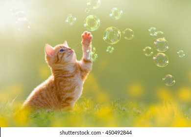 gatito joven jugando con pompas de jabón, burbujas en el prado verde