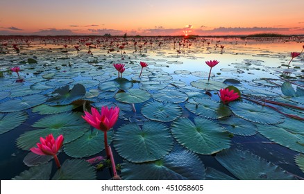 Das Meer aus rotem Lotus, See Nong Harn, Udon Thani, Thailand