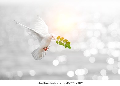 Dove carrying leaf branch and international day of peace 2017.World Water Day 