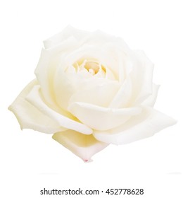 flor rosa em fundo branco, Loira Atômica ou Bodas de Prata