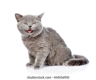 カメラを見て幸せなスコットランドの子猫。白い背景で隔離