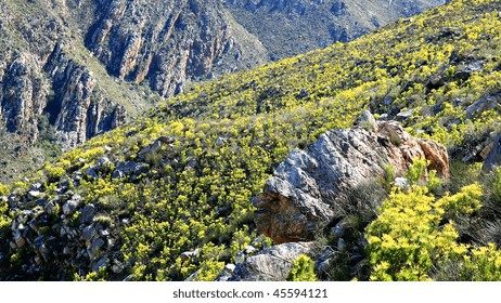 Bloeiende Fynbos-bloemen, Montagu, West-Kaap, Zuid-Afrika