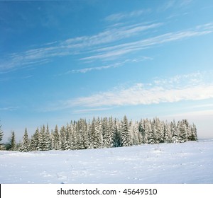 青い空と雲のある冬の森