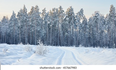 Road and a snow covered trees in Latvia