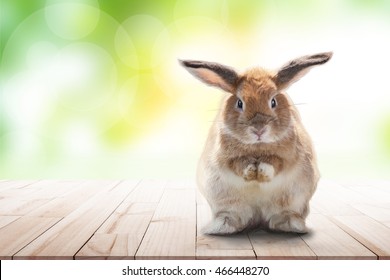 rabbit on wood and on green bokeh background