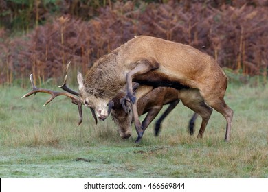 A pair of Red Deer stags (Cervus elaphus) fighting or rutting on a crisp morning.