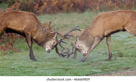 A pair of Red Deer stags (Cervus elaphus) fighting or rutting on a crisp morning.
