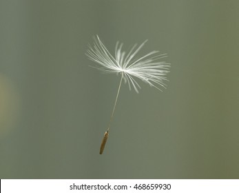 A single dandelion seed floating