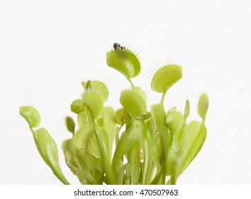 Seekor lalat dengan kepalanya mencuat dari antara rahang tanaman Venus Fly Trap