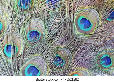 colorful peacock feathers background.