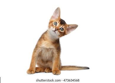 Grappige Abessijnse Kitty Zittend, hoofd gedraaid en met belangstelling omhoog kijkend op Geïsoleerde Witte Achtergrond