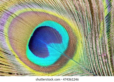 colorful peacock feathers high-resolution background.