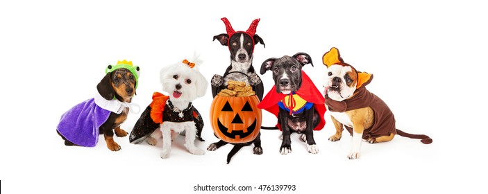 Five funny dogs wearing Halloween Costumes. Sized for horizontal banner or social media cover.