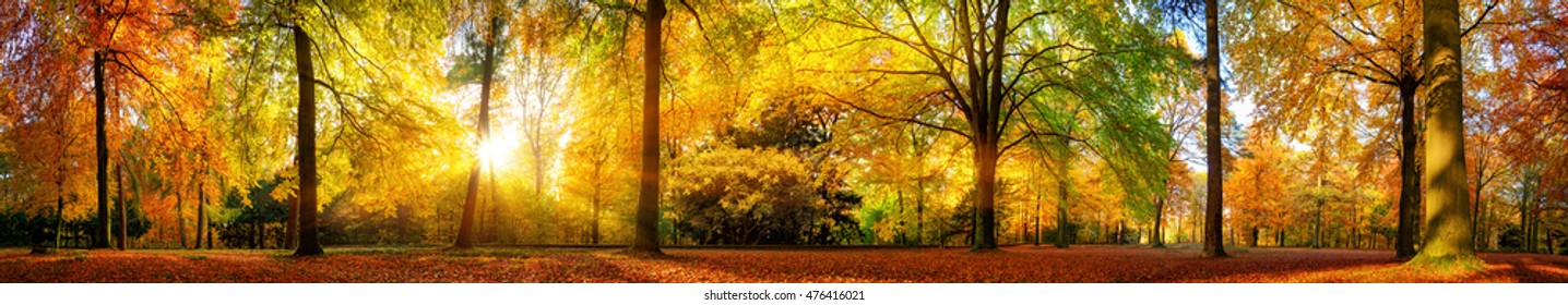 Extra weites Panorama eines wunderschönen Waldes im Herbst, eine malerische Landschaft mit angenehm warmem Sonnenschein