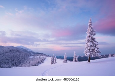 Weihnachtslandschaft. Morgendämmerung in den Bergen. Tannen im Schnee. Karpaten, Ukraine, Europa