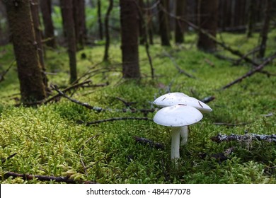 Cogumelo branco selvagem em uma floresta mágica, conto de fadas